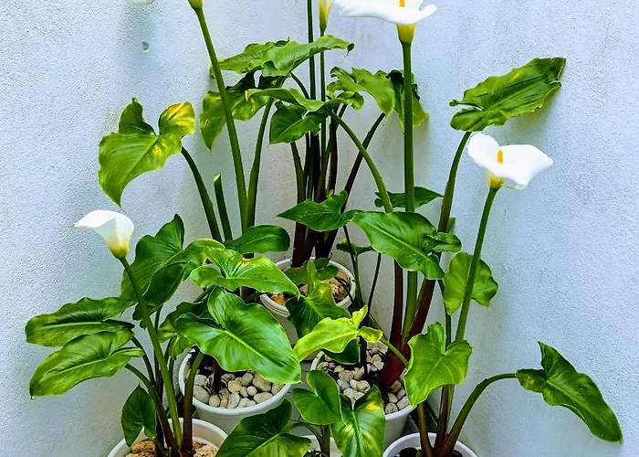 Apartment A Casa Na Foz - West Is The !